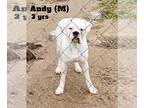 Boxer DOG FOR ADOPTION RGADN-1220606 - Andy - Boxer Dog For Adoption
