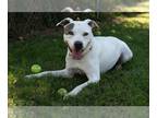 American Pit Bull Terrier DOG FOR ADOPTION RGADN-1220621 - FENDY - Pit Bull