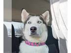 Mix DOG FOR ADOPTION RGADN-1220625 - Keela - Husky (medium coat) Dog For