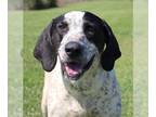 Bluetick Coonhound DOG FOR ADOPTION RGADN-1220627 - Duke - Bluetick Coonhound