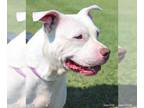 American Pit Bull Terrier DOG FOR ADOPTION RGADN-1220629 - Leah - Pit Bull