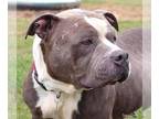 Staffordshire Bull Terrier DOG FOR ADOPTION RGADN-1220630 - Hope - Staffordshire