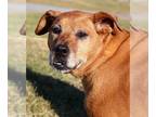 Rhodesian Ridgeback DOG FOR ADOPTION RGADN-1220632 - Tempest - Rhodesian