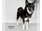German Shepherd Dog-Siberian Husky Mix DOG FOR ADOPTION RGADN-1220635 - ALTON -