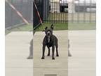 Staffordshire Bull Terrier DOG FOR ADOPTION RGADN-1220647 - *CADET -