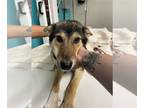 German Shepherd Dog-Huskies Mix DOG FOR ADOPTION RGADN-1220649 - SCARLET -