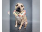 American Staffordshire Terrier-Black Mouth Cur Mix DOG FOR ADOPTION
