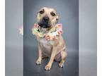 Black Mouth Cur Mix DOG FOR ADOPTION RGADN-1220650 - Camila - Black Mouth Cur /