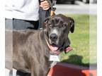 Great Dane DOG FOR ADOPTION RGADN-1220653 - Mr. Odin - Adopted!