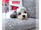 Shih-Poo DOG FOR ADOPTION RGADN-1220654 - Pepper - Shih Tzu / Poodle (Miniature)