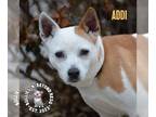 Rat Terrier Mix DOG FOR ADOPTION RGADN-1220655 - Addi - Rat Terrier / Mixed Dog