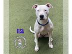 American Pit Bull Terrier Mix DOG FOR ADOPTION RGADN-1220659 - Elsa - Pit Bull