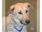 German Shepherd Dog-Great Pyrenees Mix DOG FOR ADOPTION RGADN-1220661 - Bia -
