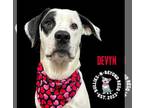 American Staffordshire Terrier-Great Pyrenees Mix DOG FOR ADOPTION RGADN-1220663
