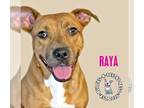 Boxer Mix DOG FOR ADOPTION RGADN-1220665 - Raya - Boxer / Mixed Dog For Adoption