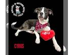 American Staffordshire Terrier-Australian Shepherd Mix DOG FOR ADOPTION