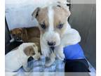 Bull Terrier Mix DOG FOR ADOPTION RGADN-1220676 - AERO - Bull Terrier / Mixed