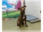 American Pit Bull Terrier Mix DOG FOR ADOPTION RGADN-1220678 - BRUNO - Pit Bull