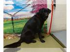 Labrador Retriever Mix DOG FOR ADOPTION RGADN-1220679 - BASIL - Labrador
