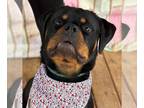 Rottweiler DOG FOR ADOPTION RGADN-1220700 - Rockie - Rottweiler Dog For Adoption