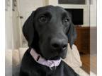 Labrador Retriever DOG FOR ADOPTION RGADN-1220703 - Knight - Labrador Retriever