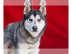 Siberian Husky DOG FOR ADOPTION RGADN-1220710 - LUCKY - Siberian Husky Dog For