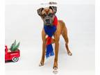 Boxer DOG FOR ADOPTION RGADN-1220723 - ROCKY - Boxer (medium coat) Dog For