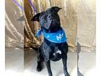 Boxador DOG FOR ADOPTION RGADN-1220734 - Fern - CL - Labrador Retriever / Boxer