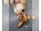 Beagle DOG FOR ADOPTION RGADN-1220741 - Red - Beagle Dog For Adoption