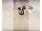 Beagle Mix DOG FOR ADOPTION RGADN-1220743 - Hannah - Beagle / Mixed Dog For