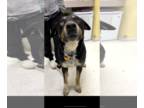 Rottweiler Mix DOG FOR ADOPTION RGADN-1220747 - BUCK - Very friendly big boy -