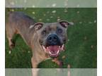 American Pit Bull Terrier DOG FOR ADOPTION RGADN-1220760 - THOR - Pit Bull