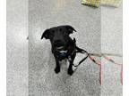 Labrador Retriever Mix DOG FOR ADOPTION RGADN-1220773 - Grape - Labrador