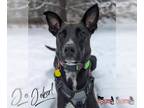 Labrador Retriever Mix DOG FOR ADOPTION RGADN-1220786 - Joker - Labrador