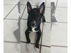 German Shepherd Dog-Whippet Mix DOG FOR ADOPTION RGADN-1220787 - Boots/Bootsie -