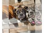 Bullboxer Pit DOG FOR ADOPTION RGADN-1220792 - Nellie - Boxer / Pit Bull Terrier