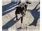Labrador Retriever Mix DOG FOR ADOPTION RGADN-1220794 - SLATE - Labrador