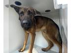 German Shepherd Dog Mix DOG FOR ADOPTION RGADN-1220796 - YUKI - German Shepherd