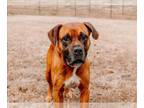 Bullboxer Pit DOG FOR ADOPTION RGADN-1220804 - FRANKIE - Boxer / Pit Bull