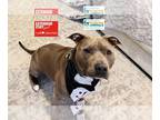 American Pit Bull Terrier DOG FOR ADOPTION RGADN-1220809 - WAFFLES - Pit Bull