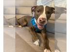 American Pit Bull Terrier Mix DOG FOR ADOPTION RGADN-1220817 - GIDEON - Pit Bull