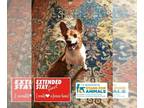 Mix DOG FOR ADOPTION RGADN-1220818 - TUCKER - Toy Fox Terrier (medium coat)