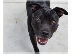 Staffordshire Bull Terrier DOG FOR ADOPTION RGADN-1220824 - RAVEN -