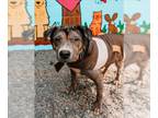 Labrador Retriever Mix DOG FOR ADOPTION RGADN-1220835 - OSCAR - Labrador