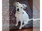 Beagle Mix DOG FOR ADOPTION RGADN-1220844 - Marshmellow - Terrier / Beagle /
