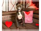 American Pit Bull Terrier Mix DOG FOR ADOPTION RGADN-1220866 - BUNNY - Pit Bull