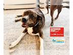 American Pit Bull Terrier Mix DOG FOR ADOPTION RGADN-1220887 - GENESIS - Pit