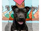 American Pit Bull Terrier DOG FOR ADOPTION RGADN-1220923 - ACE - Pit Bull