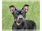 Rottweiler Mix DOG FOR ADOPTION RGADN-1220930 - MARCIE - Rottweiler / Mixed