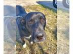 American Pit Bull Terrier Mix DOG FOR ADOPTION RGADN-1220948 - Bolito - Pit Bull